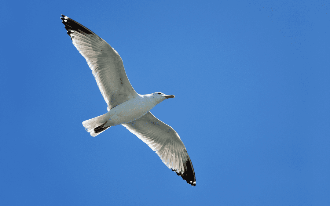 JUAN SALVADOR GAVIOTA
